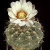 Gymnocalycium_bodenbenderia